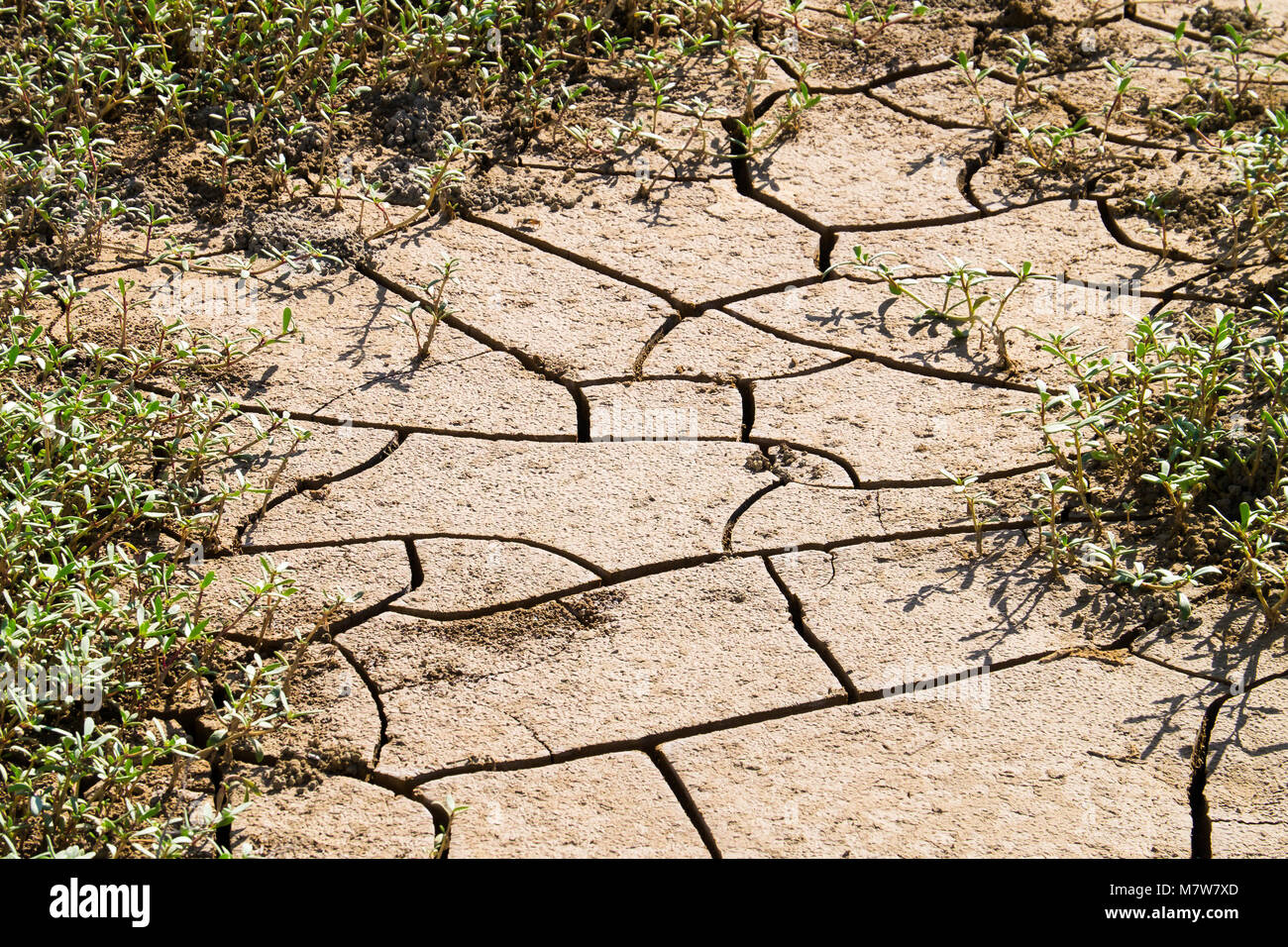 Peruvian Soil Dry cracked clay soil, texture background, Peru Stock Photo - Alamy