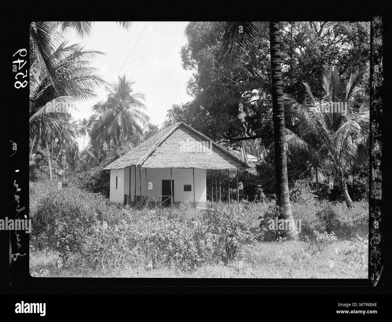 Zanzibar. House in a grove of clove trees and palms LOC matpc.17665 Stock Photo