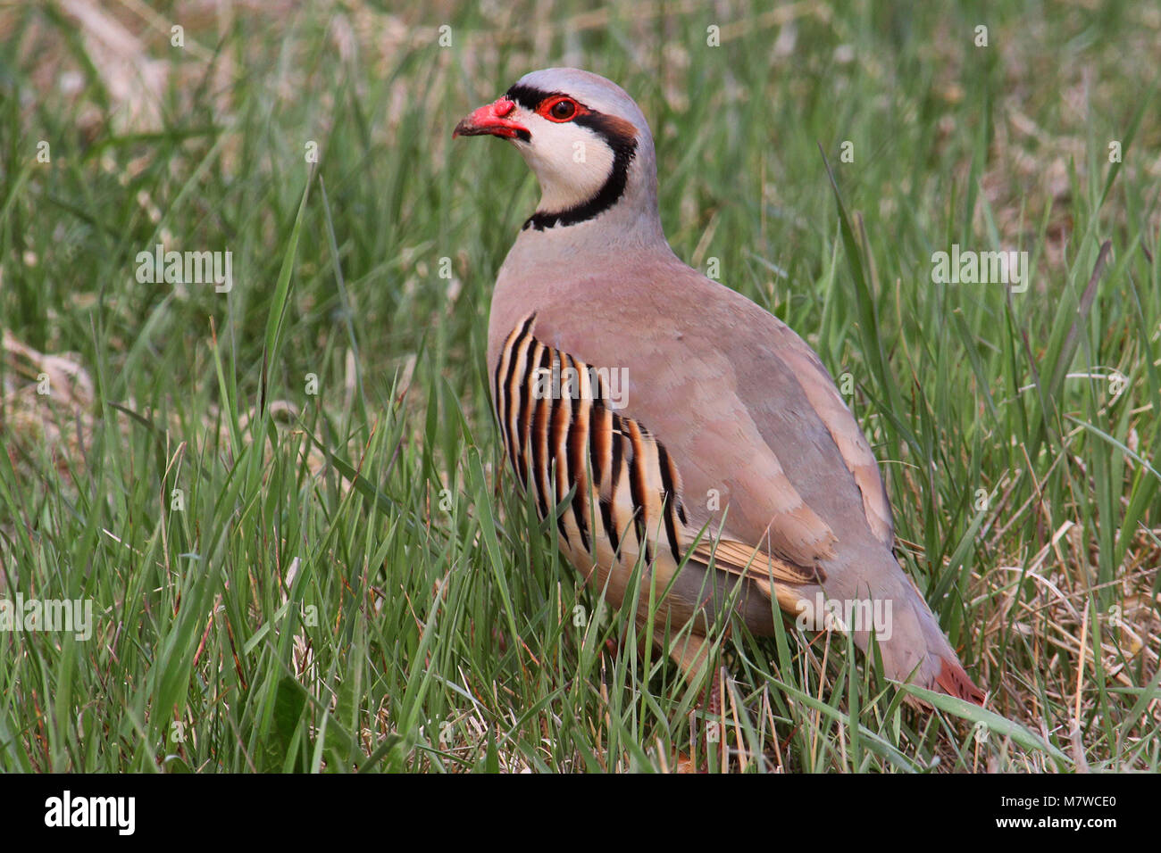 Chukar,  Alectoris chukar; the Chukar was brought as a game bird to North America, where it has thrived in some arid regions of the west. Stock Photo