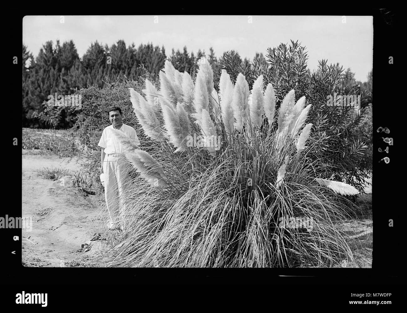 Flag Reeds This photograph shows reed flags in the public gardens of Isma'lia ...