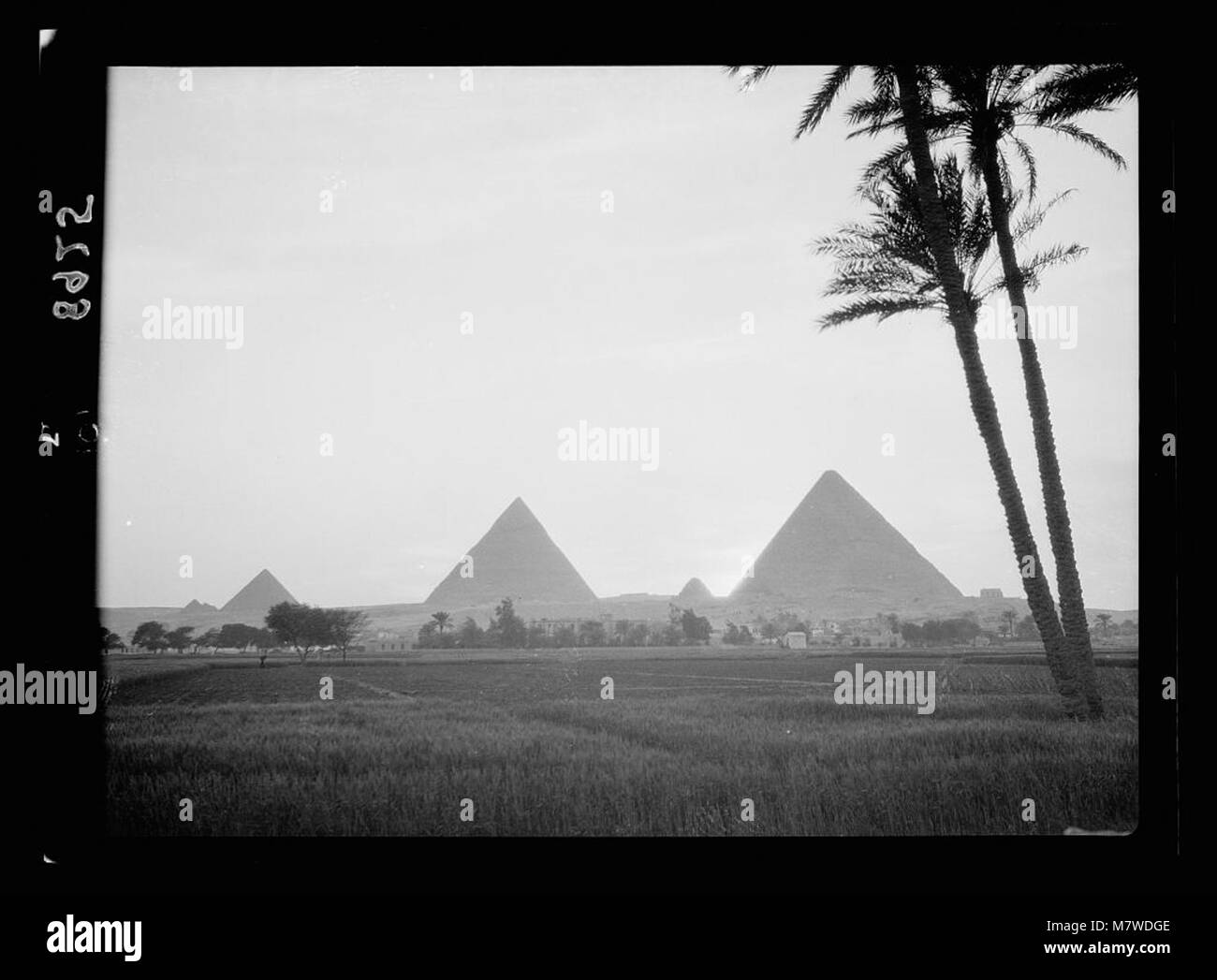 An evening view of the Pyramids of Giza in Egypt, showcasing the iconic ...