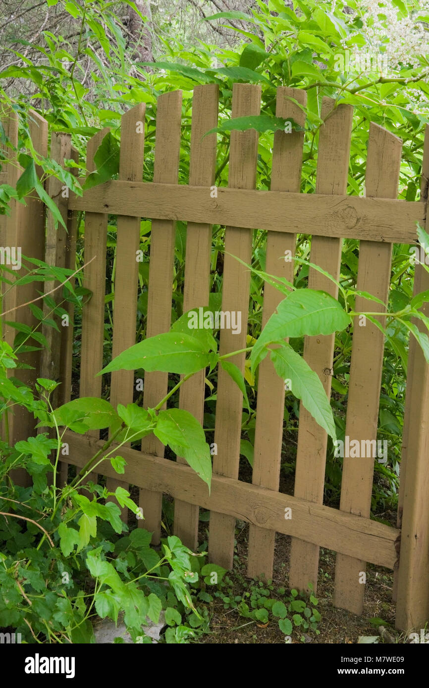Brown wooden fence gate in a landscaped residential backyard garden in summer. Stock Photo