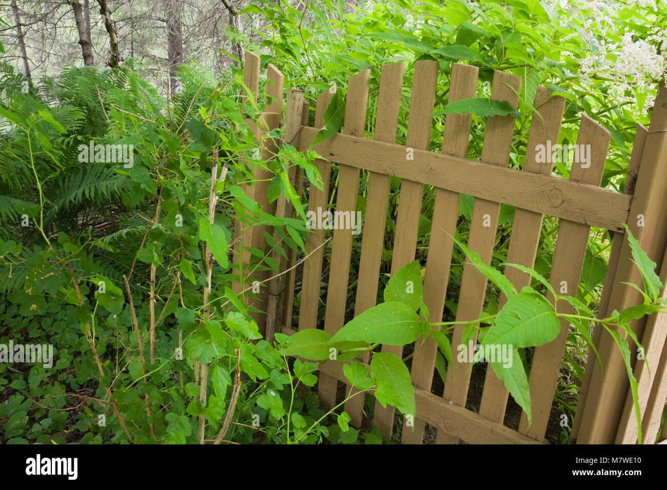 Brown Wooden Picket Fence Gate In A Landscaped Residential