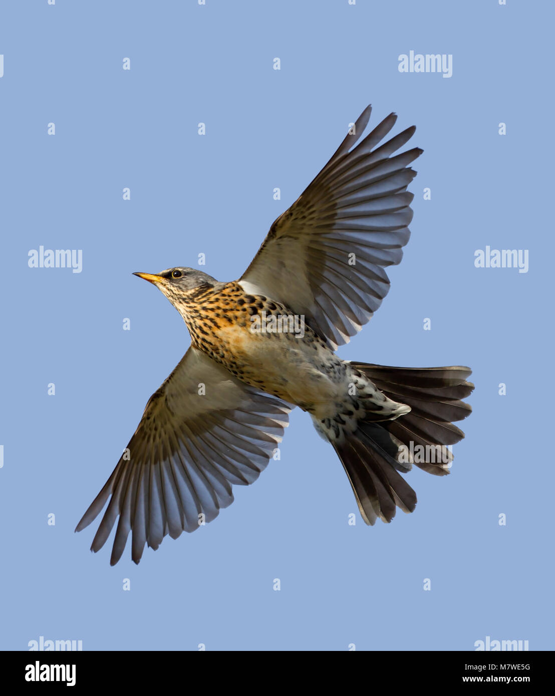 Fieldfare - Turdus pilaris L 24-26cm. A large and plump thrush. Associates with Redwing in winter flocks. Sexes are similar. Adult has blue-grey head, Stock Photo