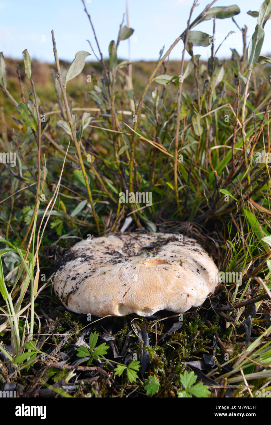 Fleecy Milkcap - Lactarius vellereus Stock Photo
