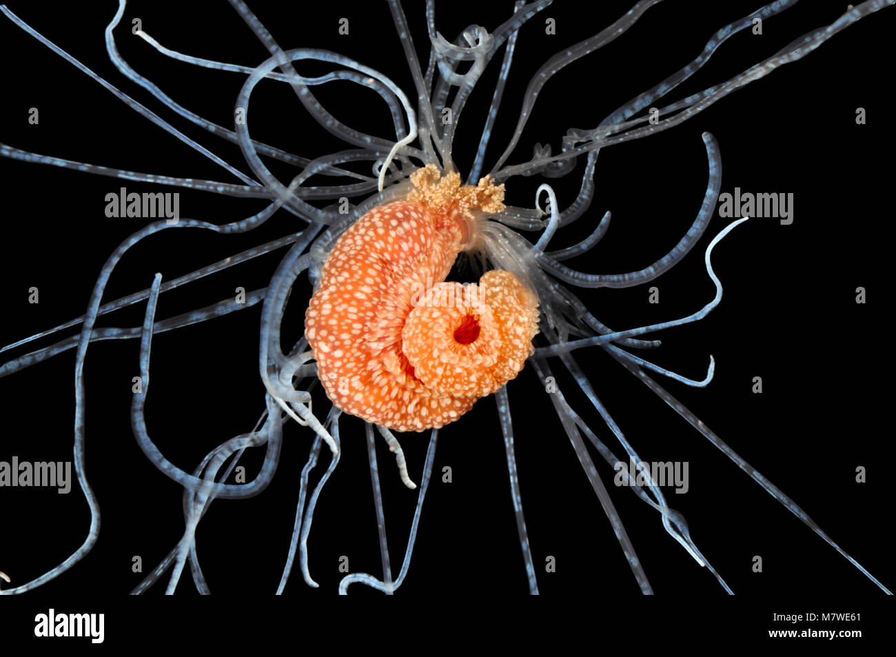 Eupolymnia nebulosa - Eupolymnia nebulosa marine polychaete annelid Stock Photo