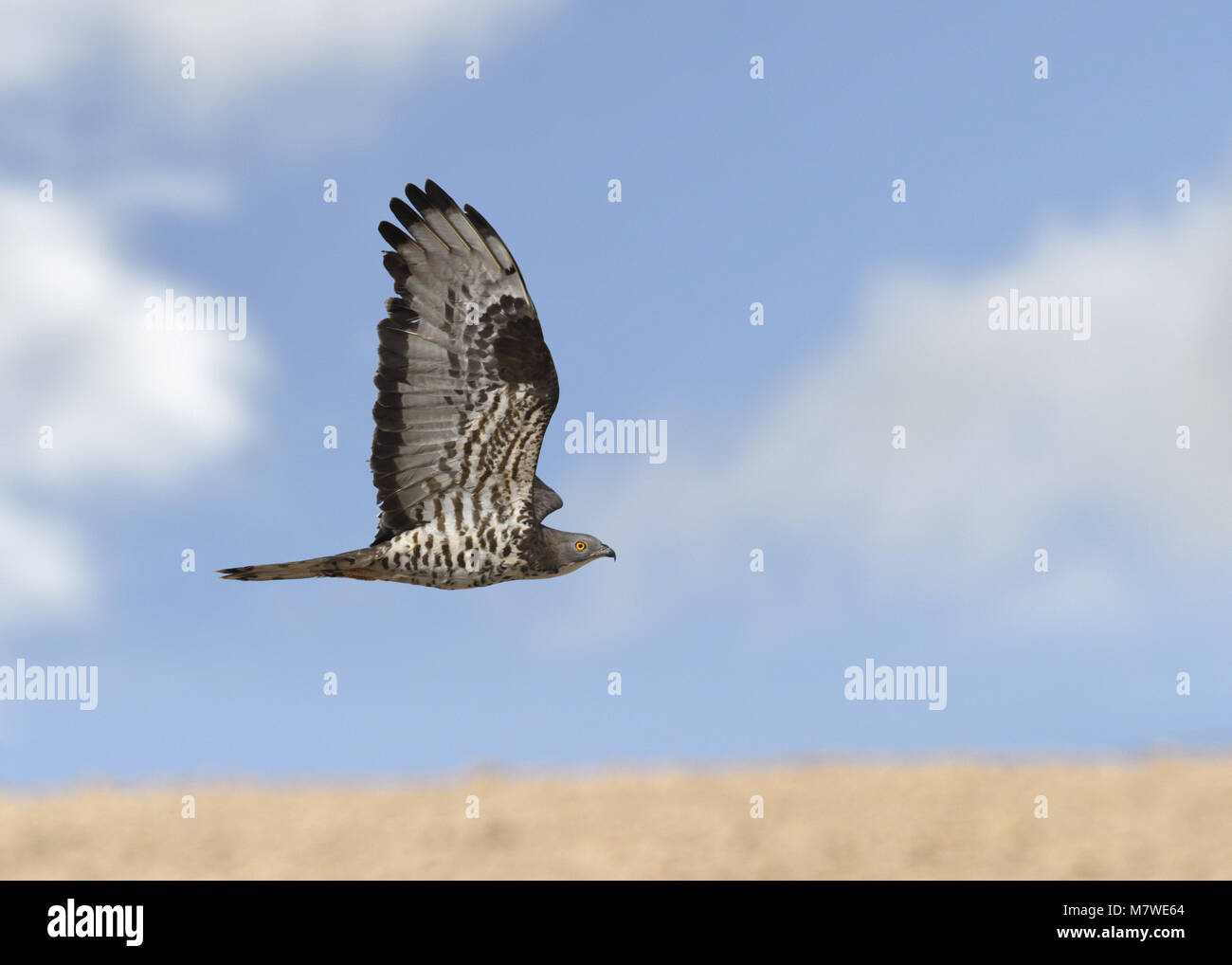Honey-buzzard - Pernis apivorus Stock Photo
