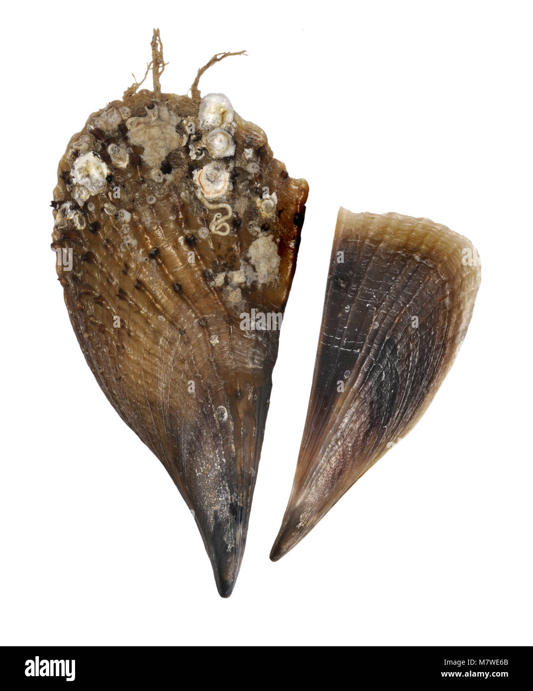 Noble Pen Shell or Fan Mussel - Pinna nobilis Stock Photo