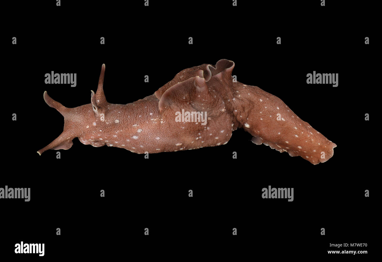 Sea Hare - Aplysia punctata Stock Photo