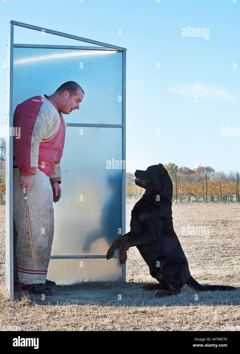 training of police dog in the nature Stock Photo