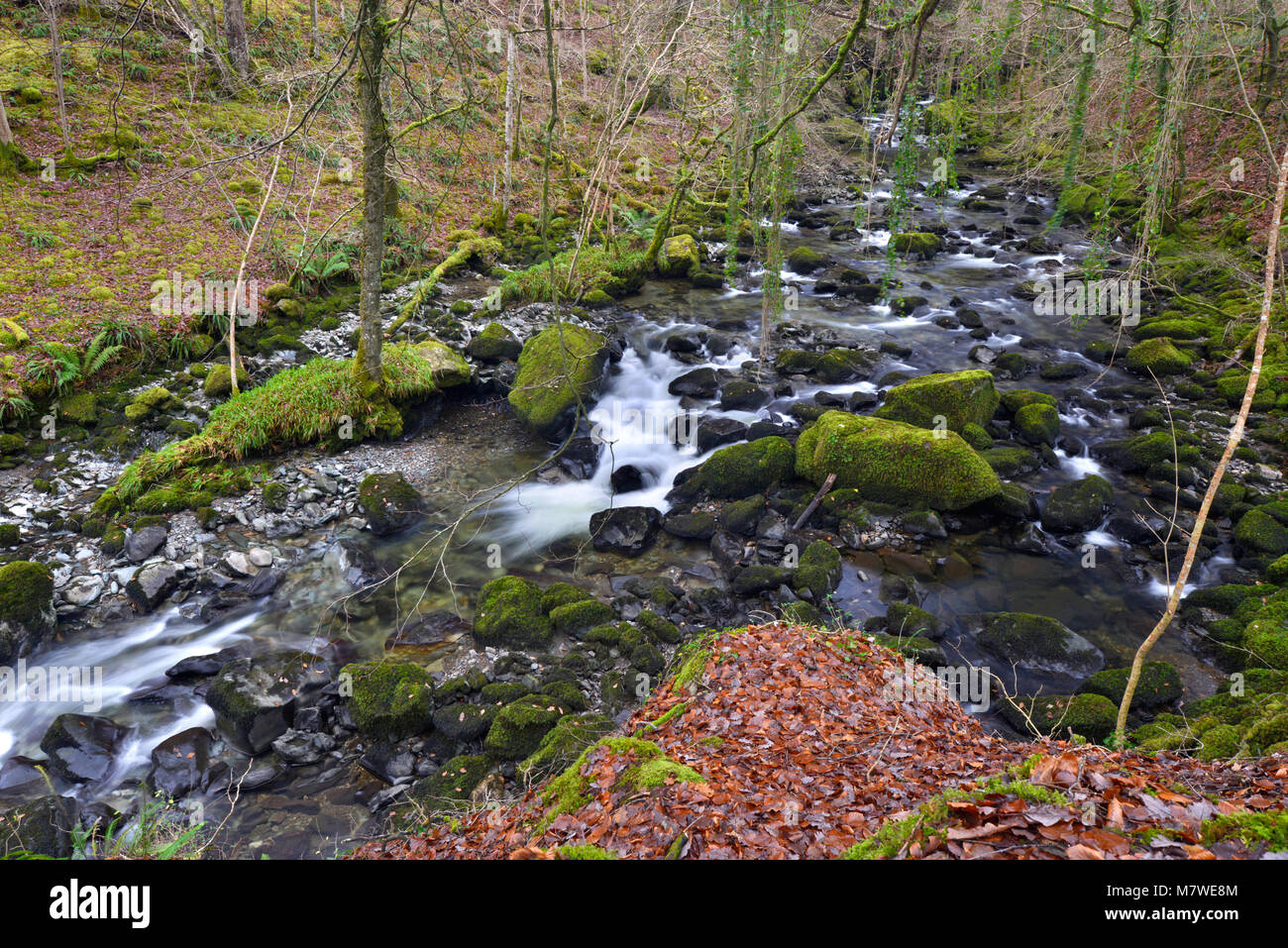 The Torrent Walk, Dolgellau, Snowdonia National Park, Wales Stock Photo