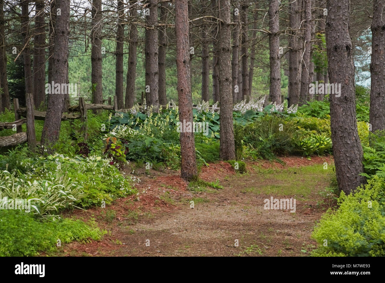 Walking path through forest of pine trees in a landscaped residential backyard garden in summer. Stock Photo