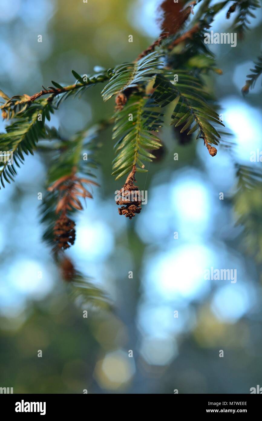 California redwood cones sequoia sempervirens hires stock photography