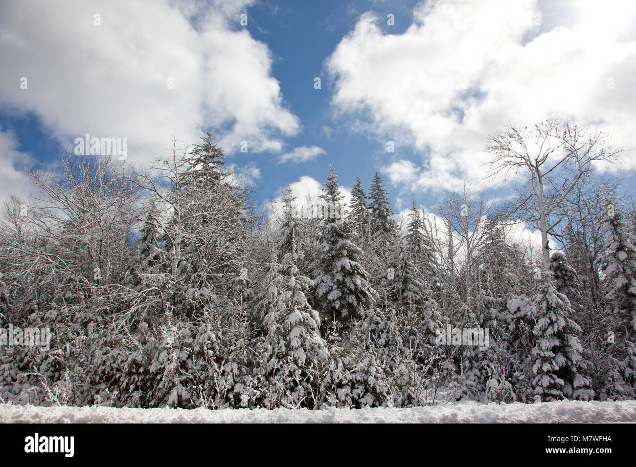 Evergreen trees with snow hi-res stock photography and images - Alamy