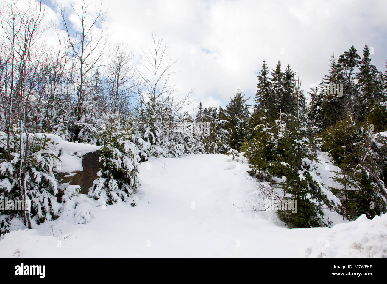 a forest pathway into snow covered woods Stock Photo - Alamy
