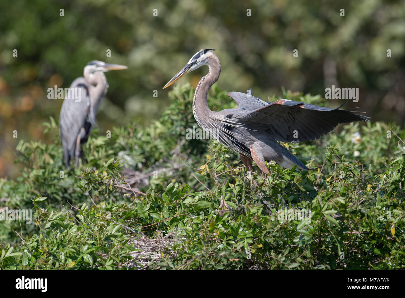 Great Blue Heron Stock Photo Alamy