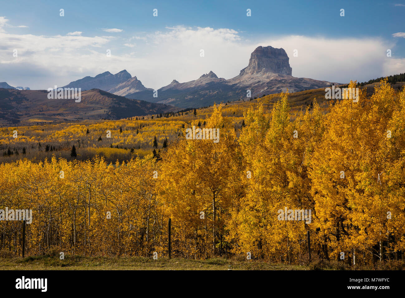 Golden aspen trees and Chief Mountain, Glacier National Park, Montana