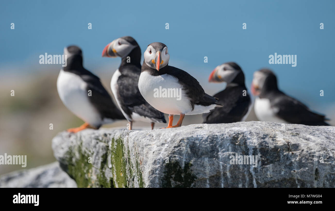Puffin england hi-res stock photography and images - Alamy