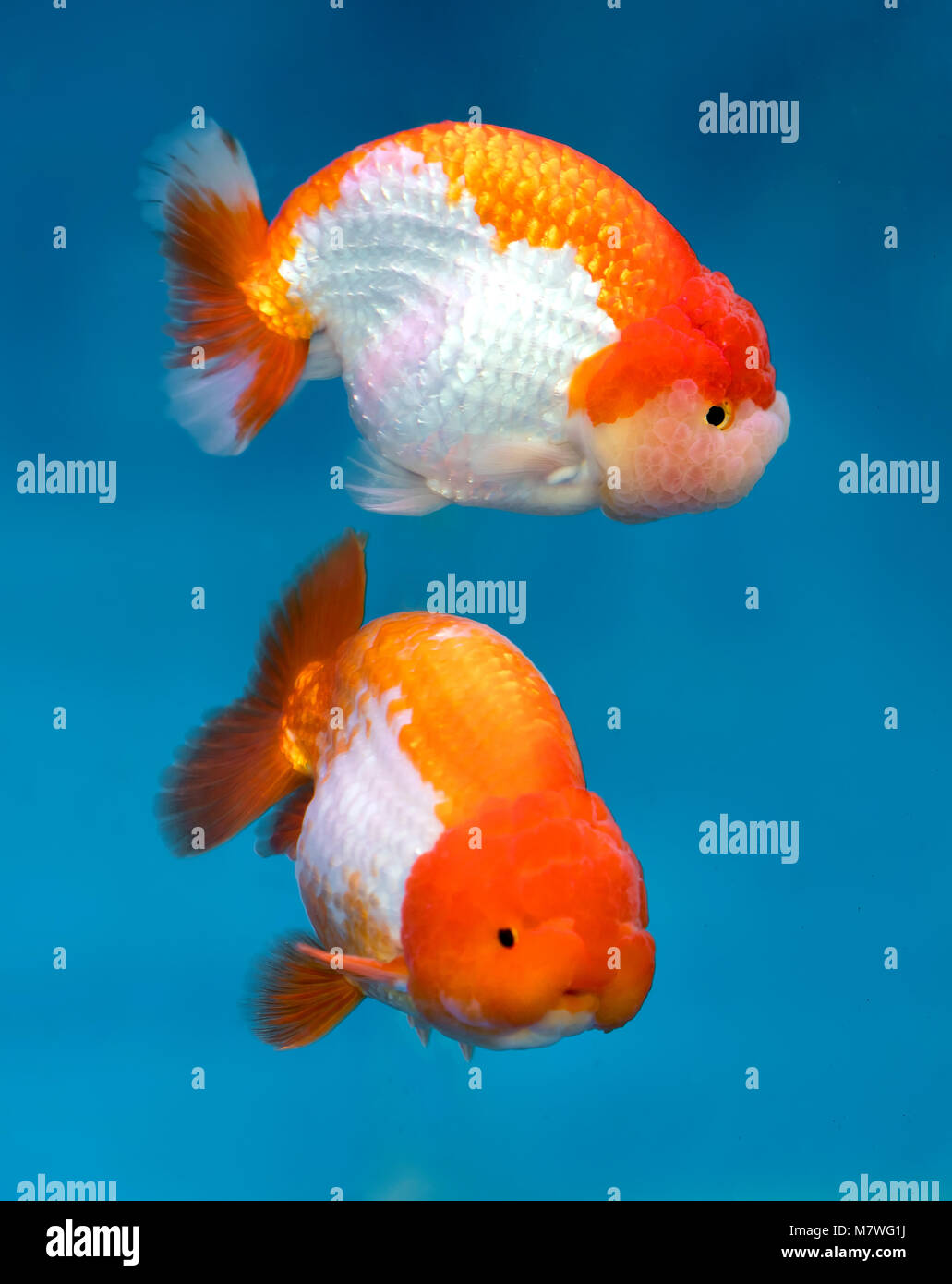 One of most popular pet ornamental fish is goldfish or Carassius