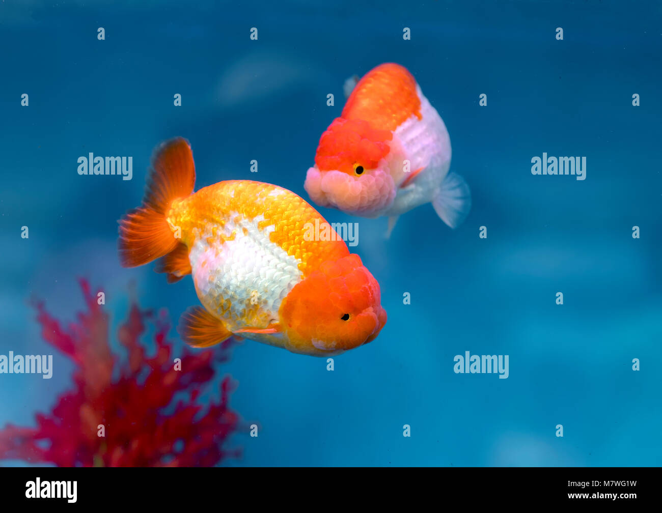 The most popular variety of goldfish The most popular variety of goldfish