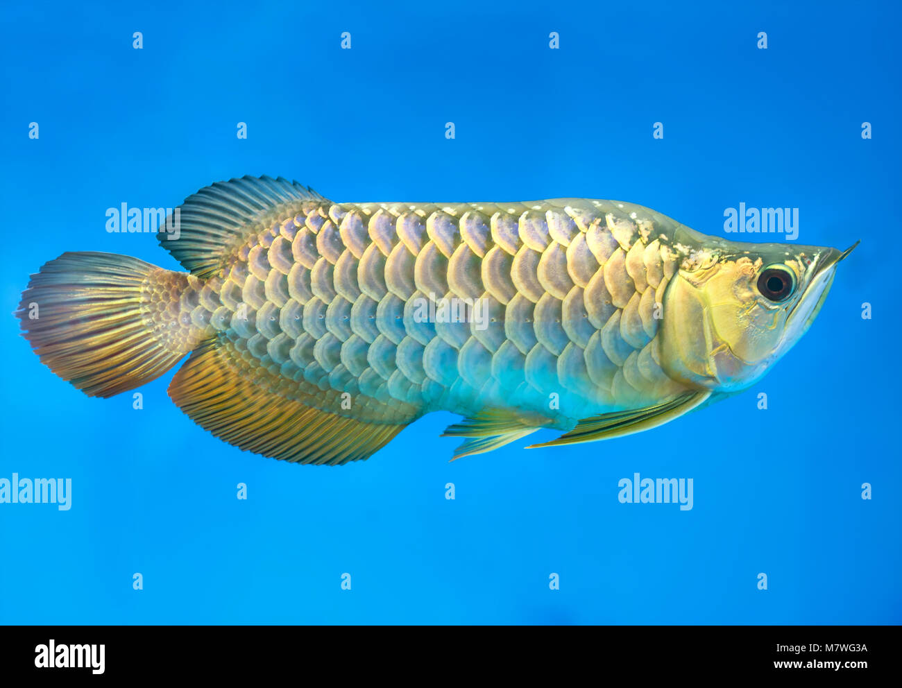 Arowana in aquarium, this is a favorite fish with long body, beautiful dragon shape colorful for decoration in the aquarium in the rich family Stock Photo