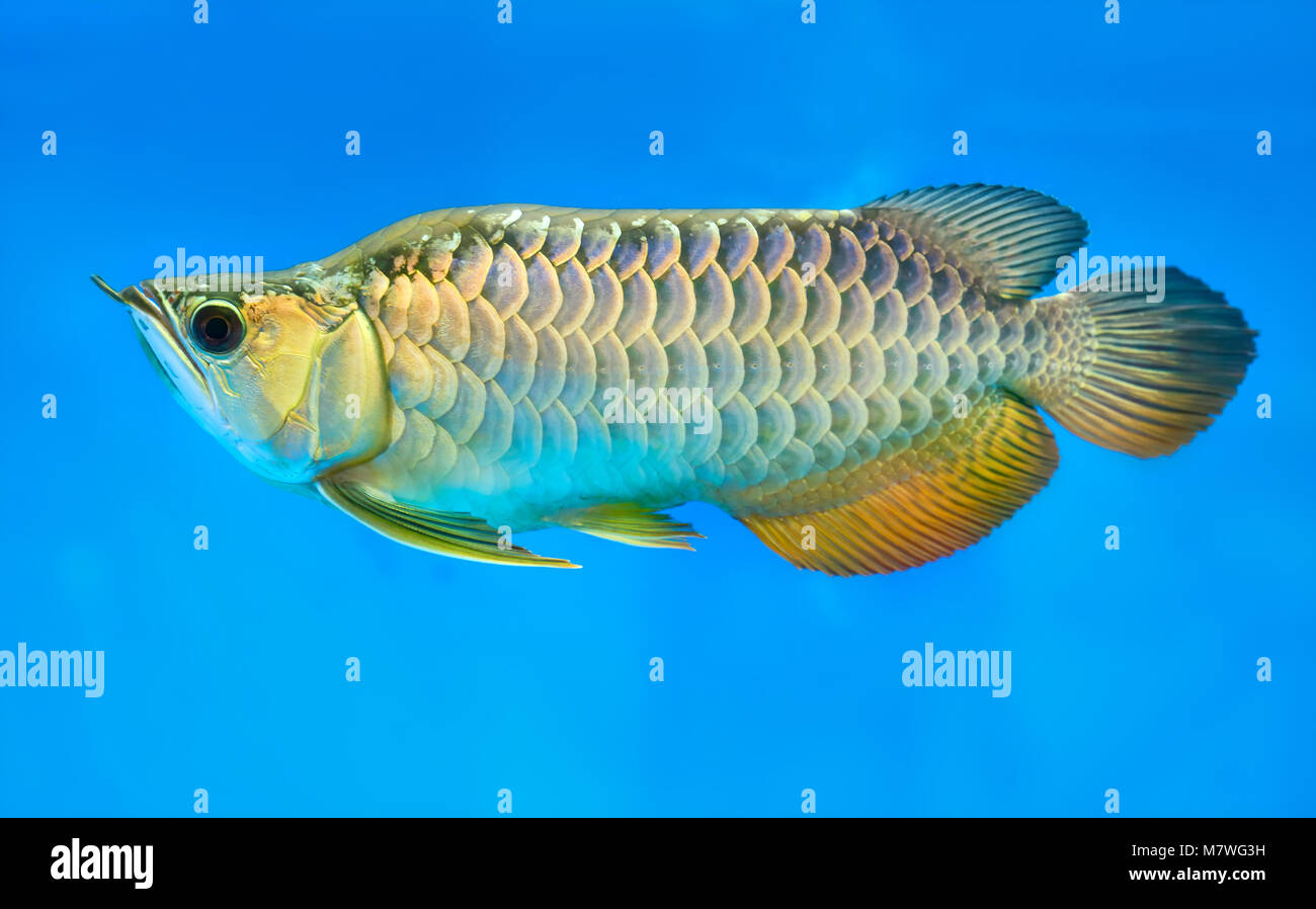 Arowana in aquarium, this is a favorite fish with long body, beautiful dragon shape colorful for decoration in the aquarium in the rich family Stock Photo