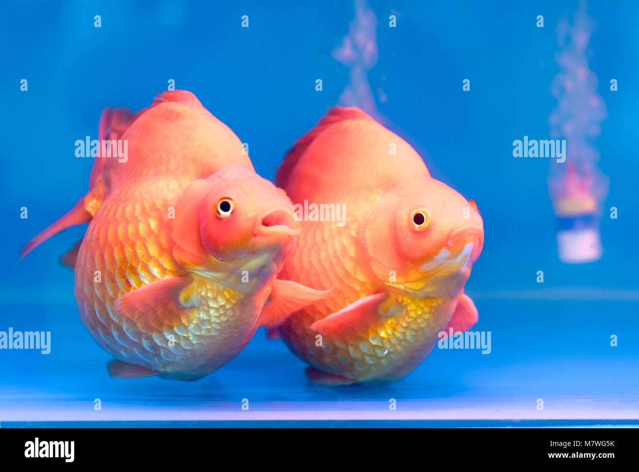 One of most popular pet ornamental fish is goldfish or Carassius auratus, Family Cyprinida. Ranchu or lionhead goldfish is very popular Stock Photo