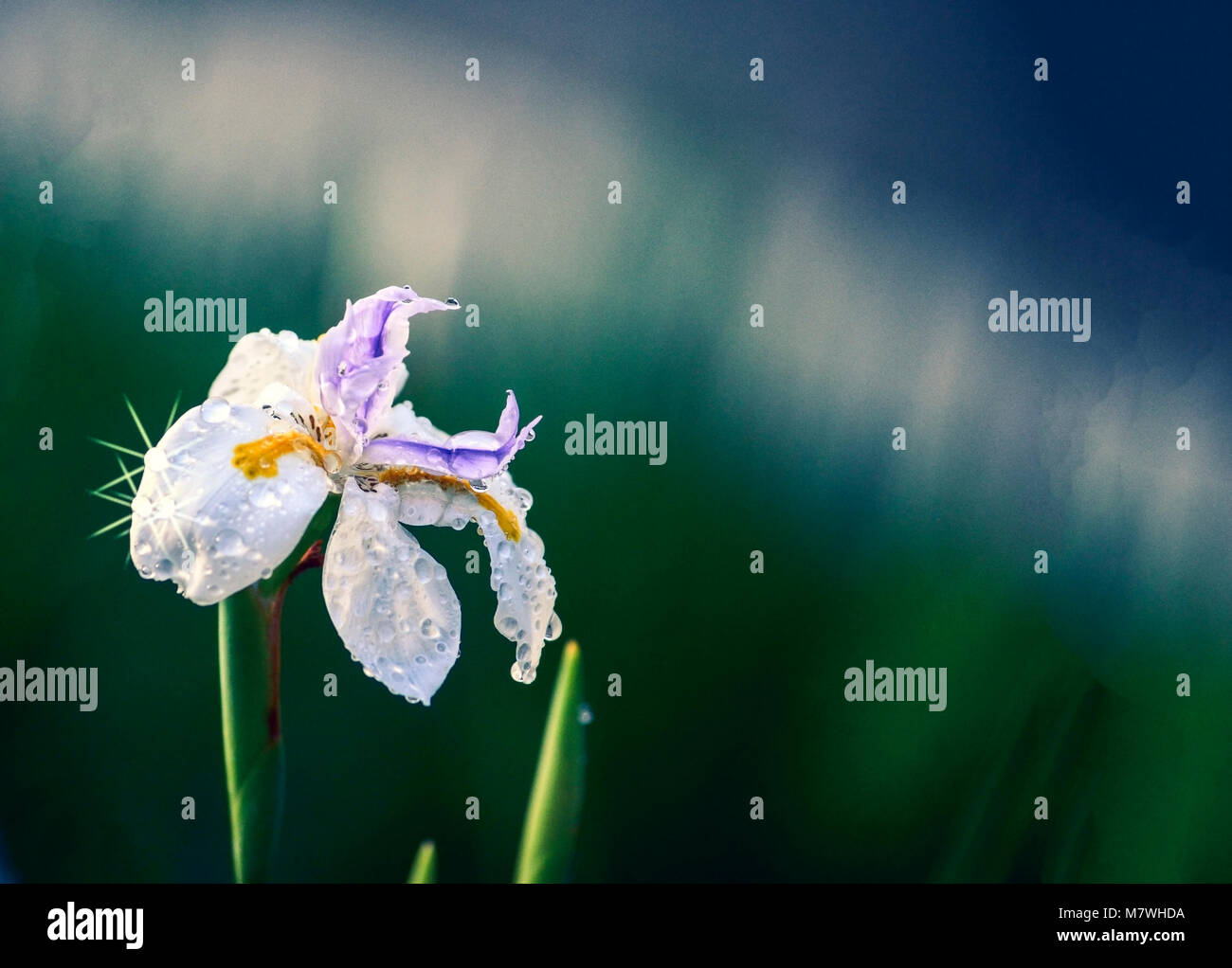 Fortnight Lily, Dietes vegeta, white flower with purple, yellow. Regal Iris like flower. Stock Photo