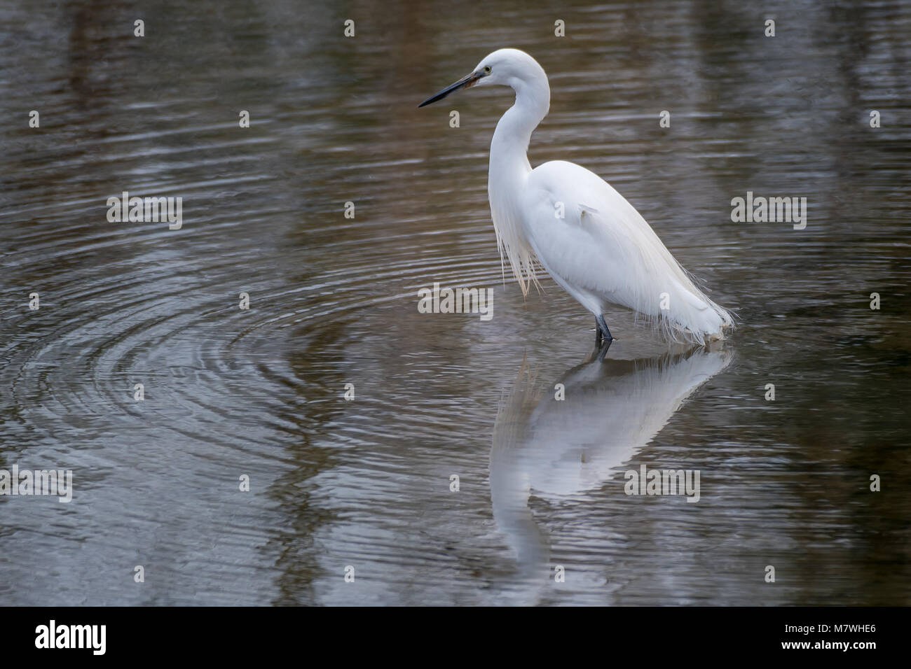 Little egret standing in a pool fishing with a reflection in the water Stock Photo