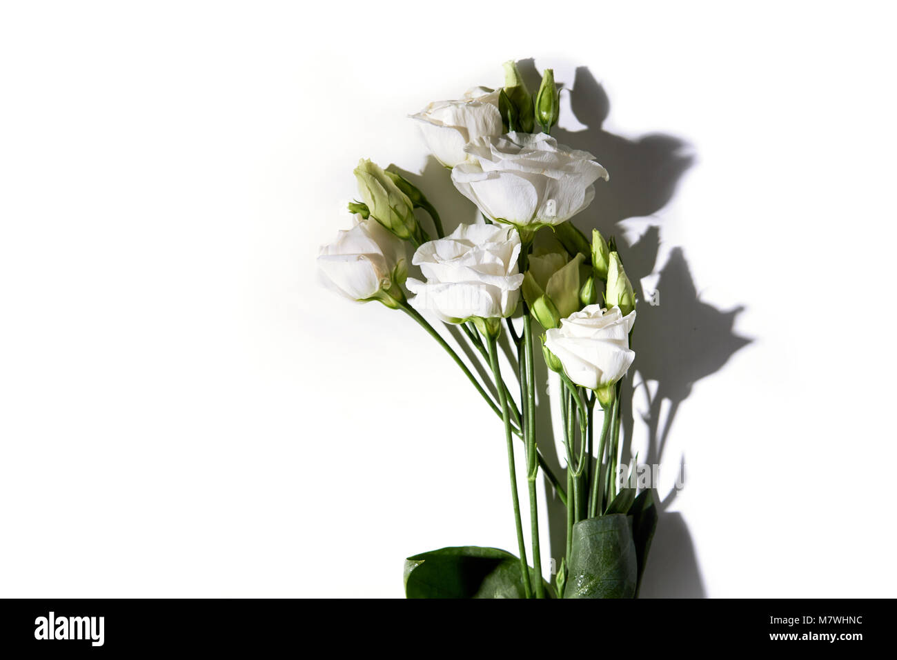 white flowers isolated on white background Stock Photo - Alamy