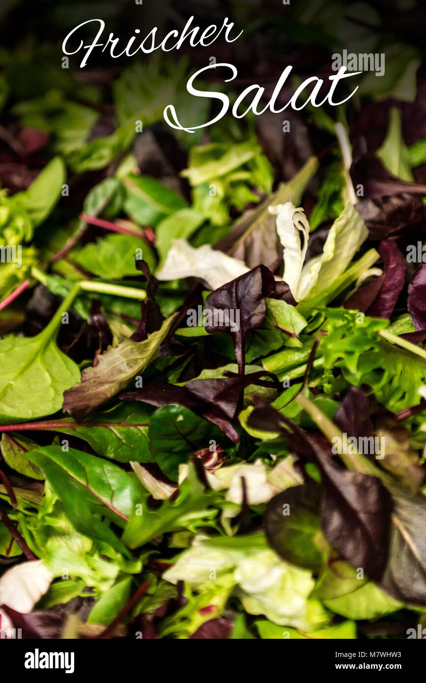German text frischer Salat means Fresh salad with mixed greens lettuce  arugula, mesclun mache close up Healthy food meal Stock Photo - Alamy