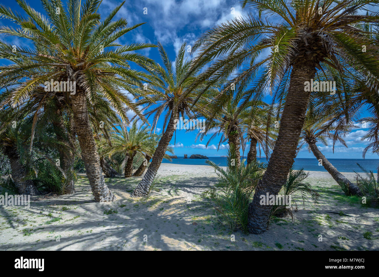 Crete Forests The palm forest of Vai is one of the most popular sights in Crete.It ...