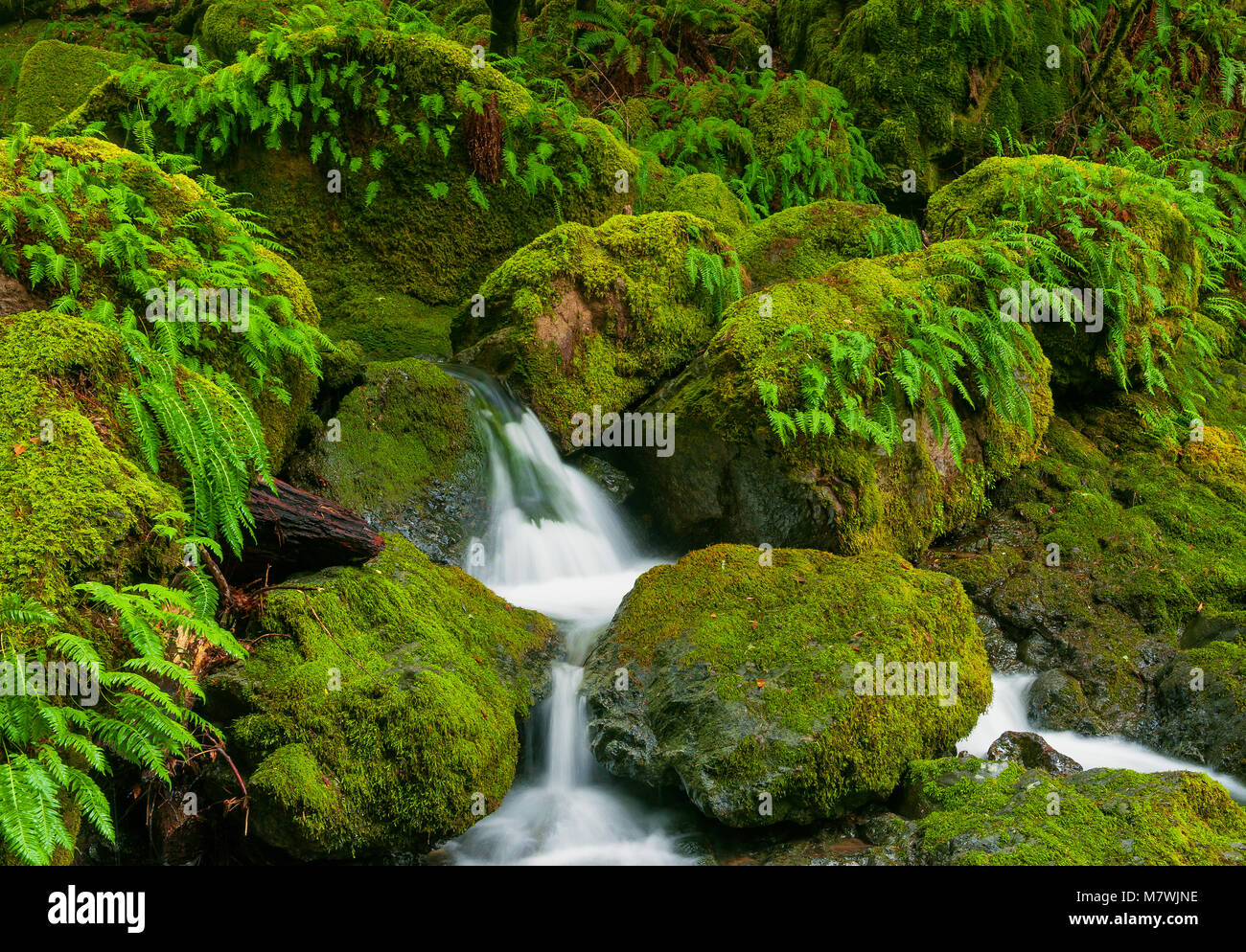Falls, Cataract Canyon, Mount Tamalpais, Marin County, California Stock Photo