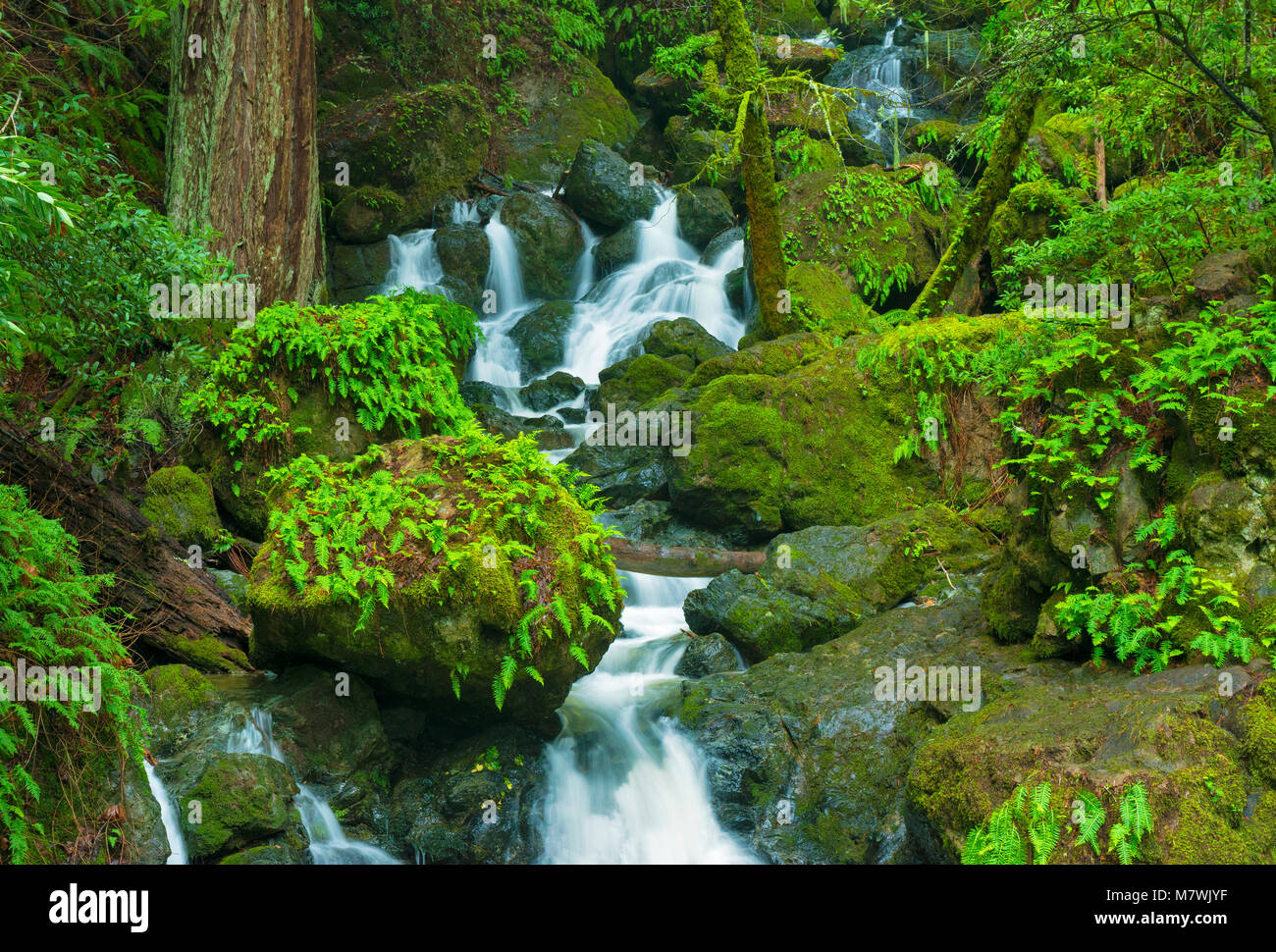 Cataract Falls, Cataract Canyon, Mount Tamalpais, Marin County, California Stock Photo