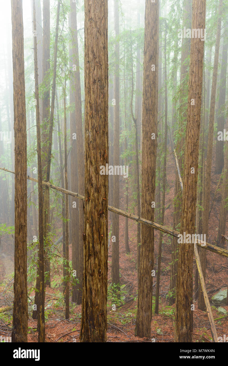 Redwood Grove, Coastal Fog, Mount Tamalpais State Park, Marin County, California Stock Photo