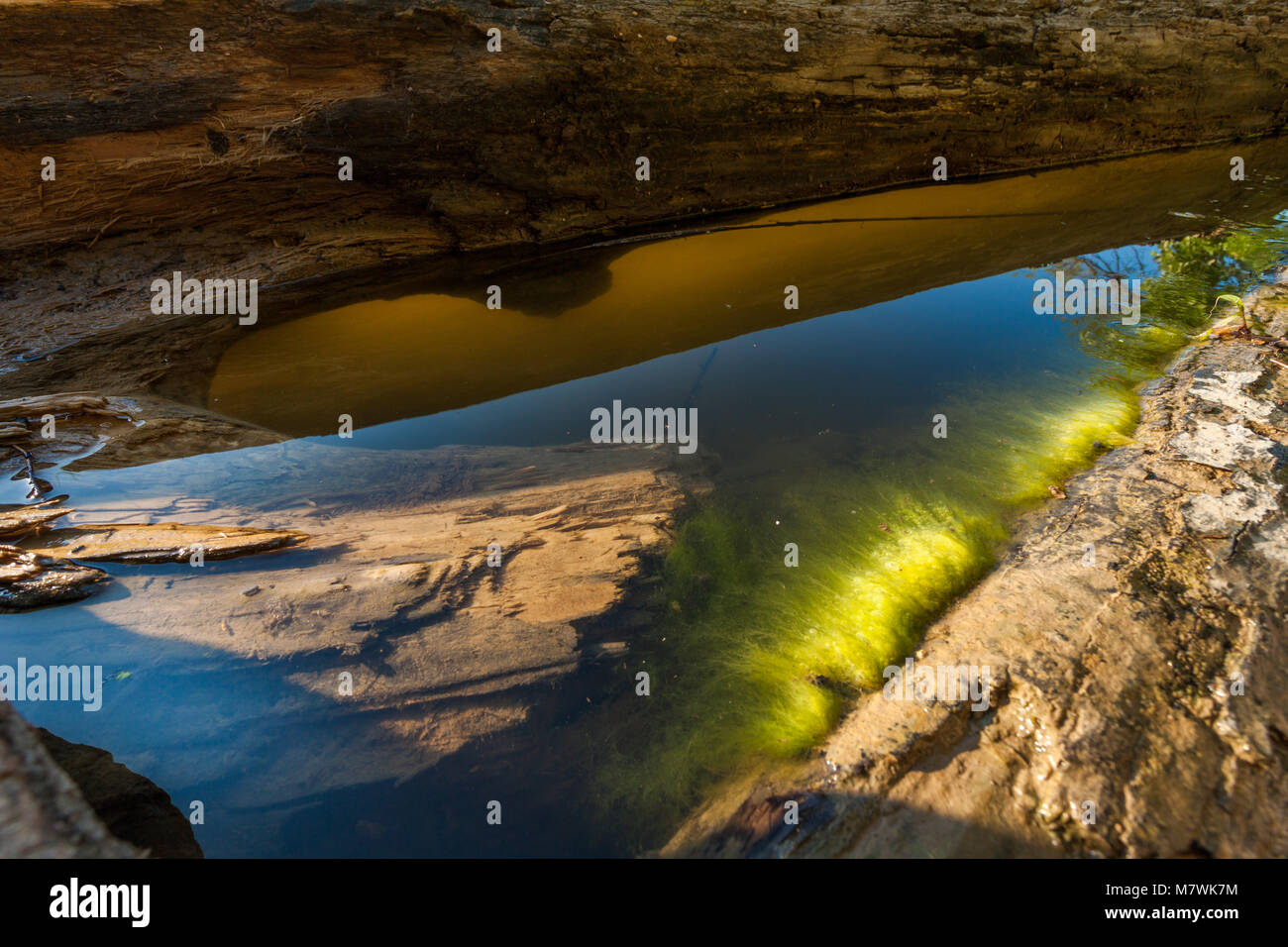 Close up of trees in a pond. Sunlight over water Stock Photo - Alamy