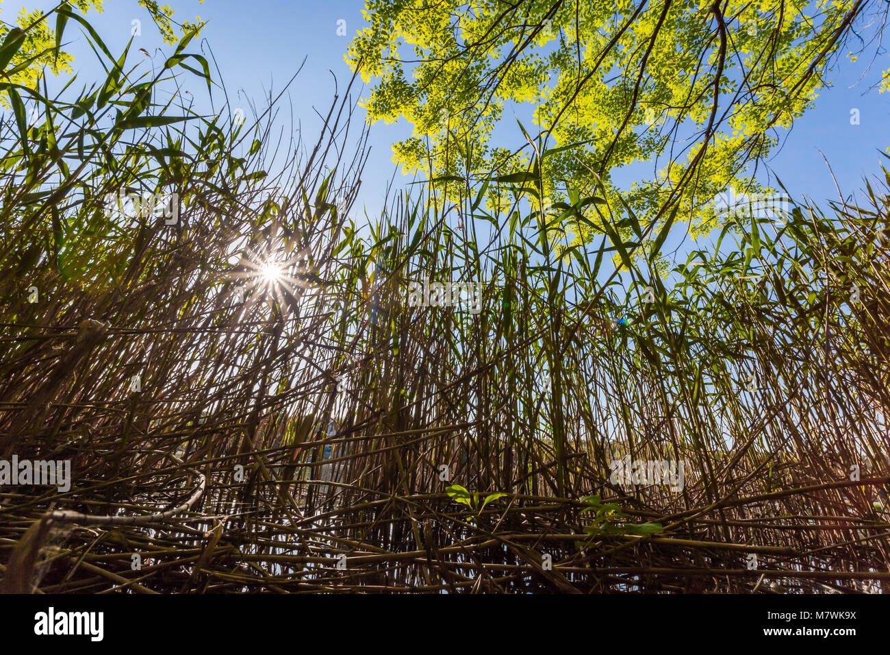 sunlight shines through water plants Stock Photo