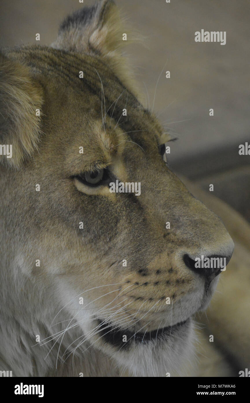 Alert male lion head up hi-res stock photography and images - Alamy