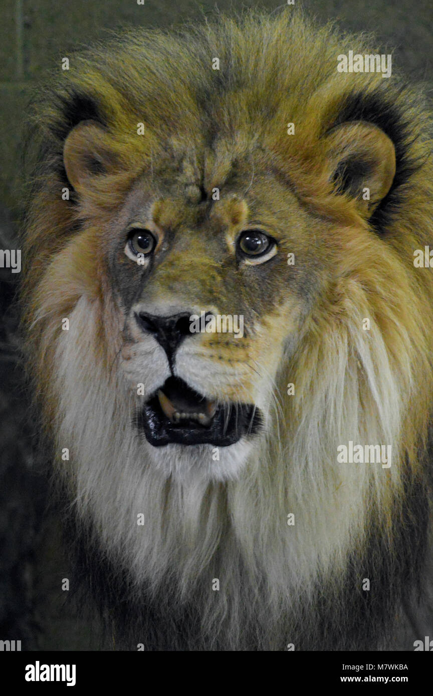 Alert male lion head up hi-res stock photography and images - Alamy