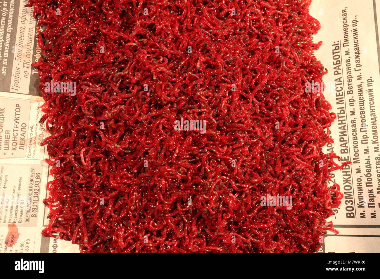 bloodworms, mosquito larvae, the bait to the fish Stock Photo - Alamy