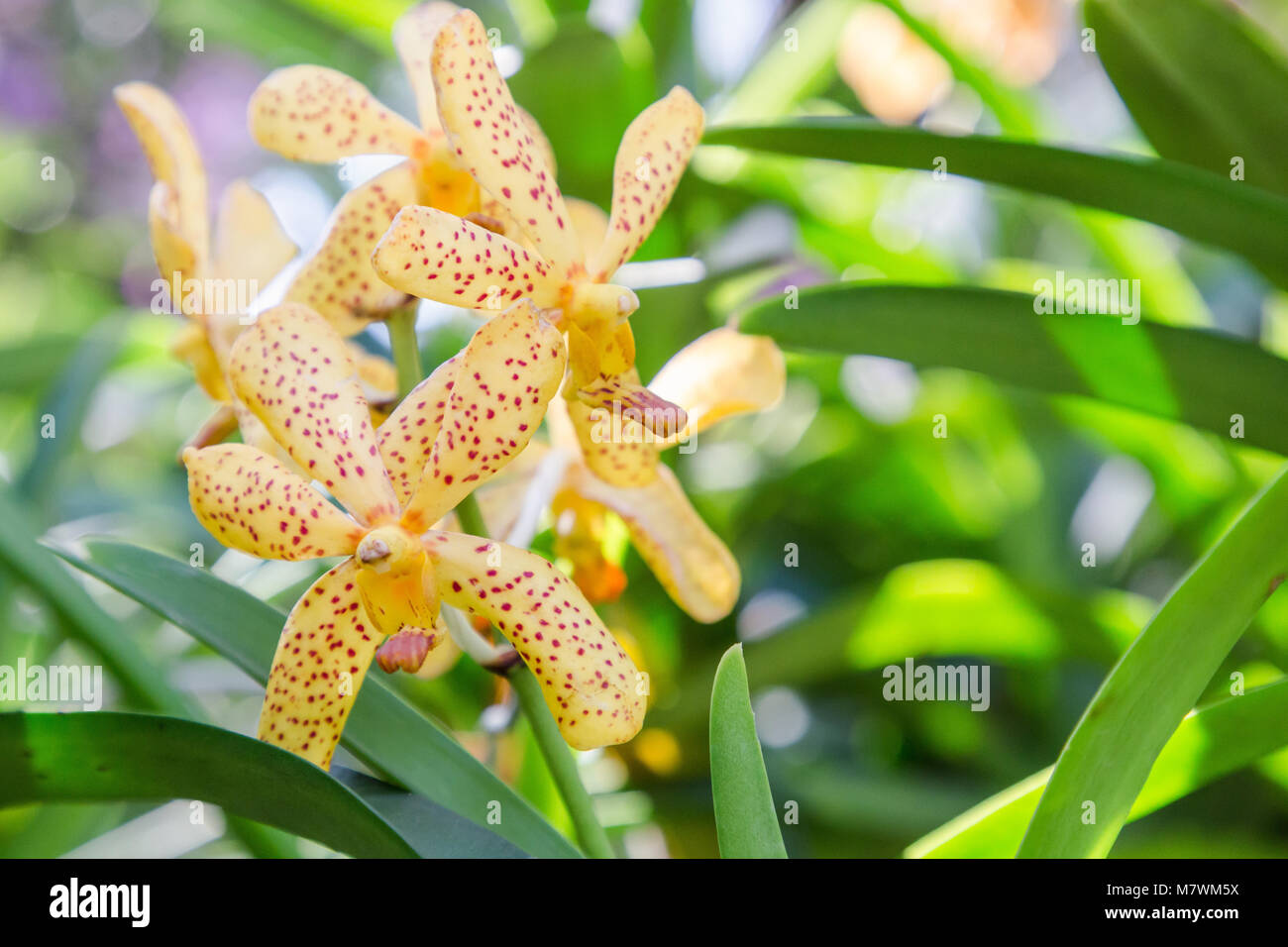 Orchid flower in orchid garden at winter or spring day for postcard beauty and agriculture idea concept design. Mokara orchid or Arachnis orchid. Stock Photo