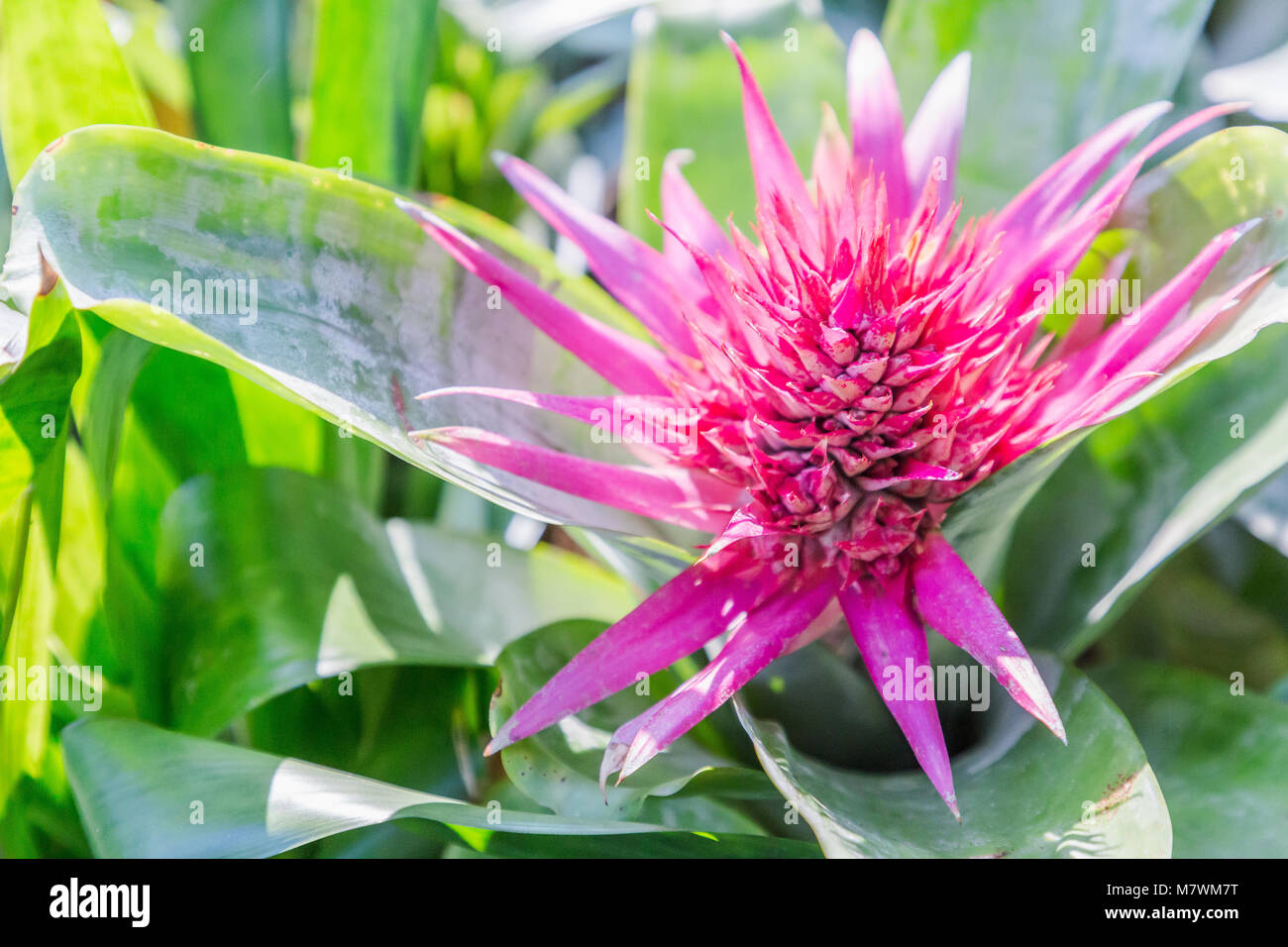 Beautiful bromeliad in Shaded Paradise. Bromeliad flower in various color in garden. Bromeliad for postcard beauty decoration and agriculture design. Stock Photo