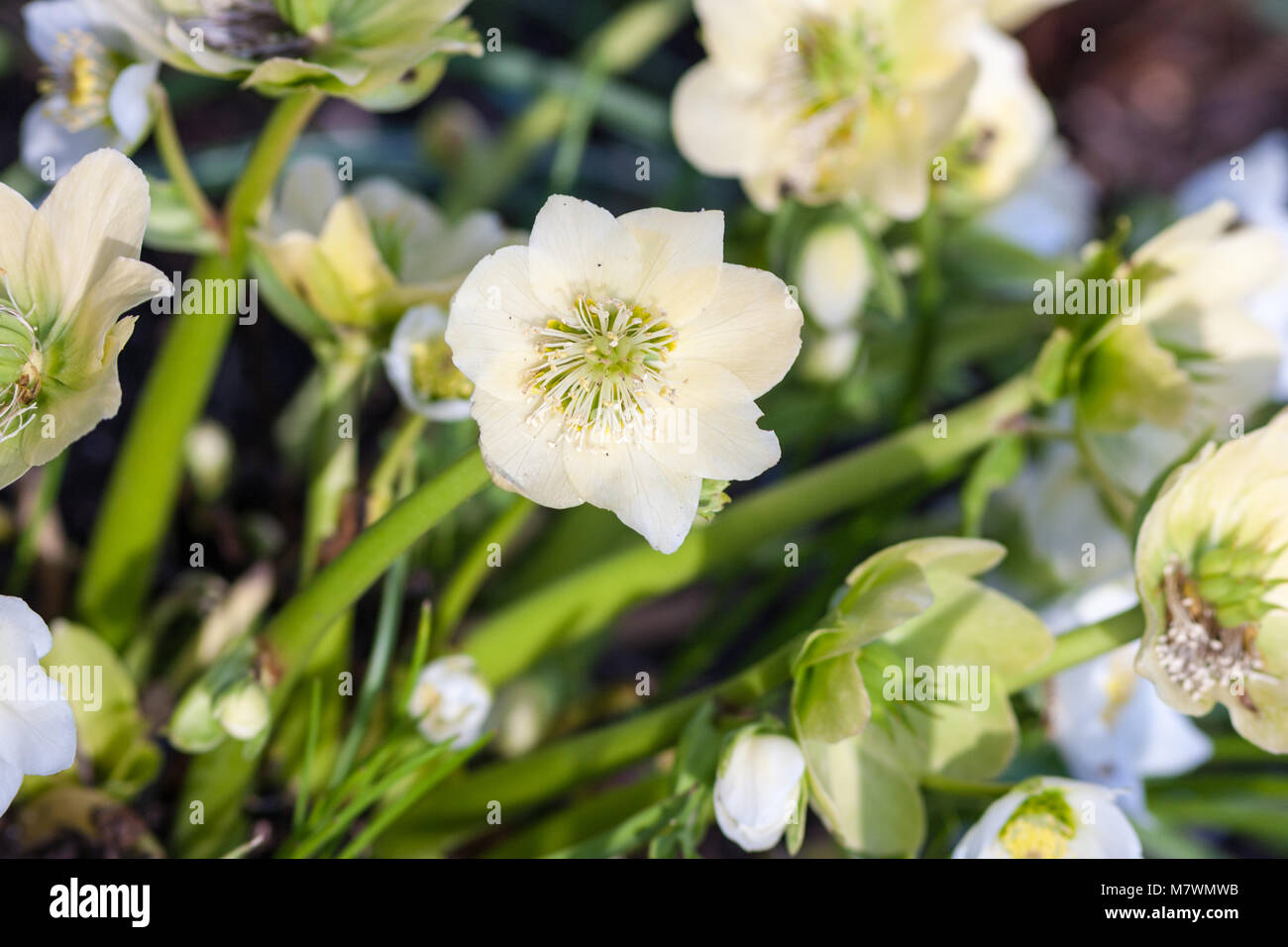 julros Christmas rose, Julros (Helleborus niger Stock Photo: 176971463 