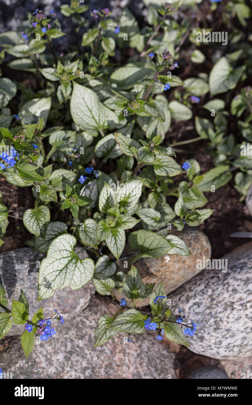 'Jack Frost' Siberian Bugloss, Kaukasisk förgätmigej (Brunnera Macrophylla) Stock Photo