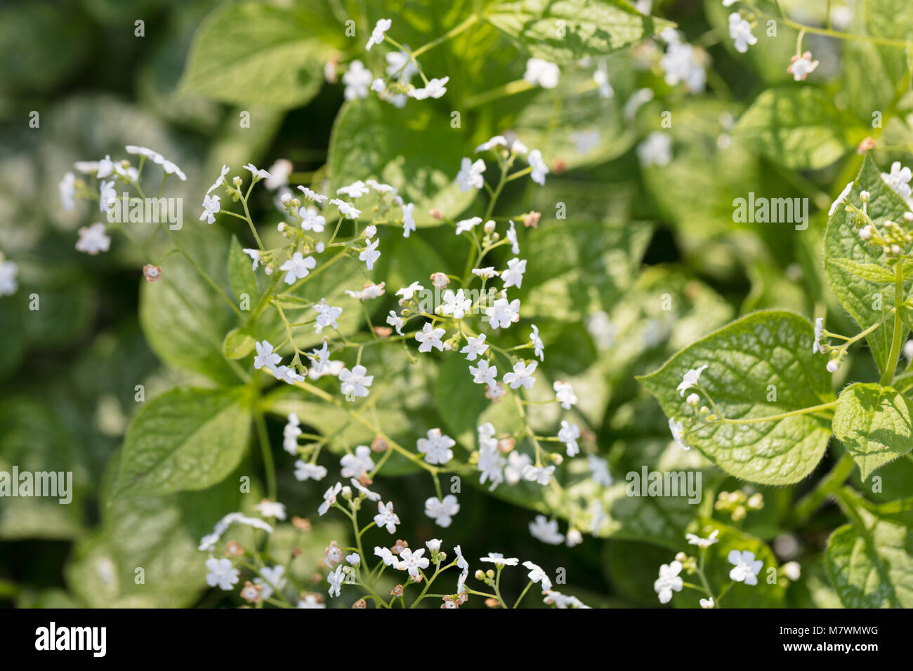 'Mr. Morse' Siberian Bugloss, Kaukasisk förgätmigej (Brunnera Macrophylla) Stock Photo