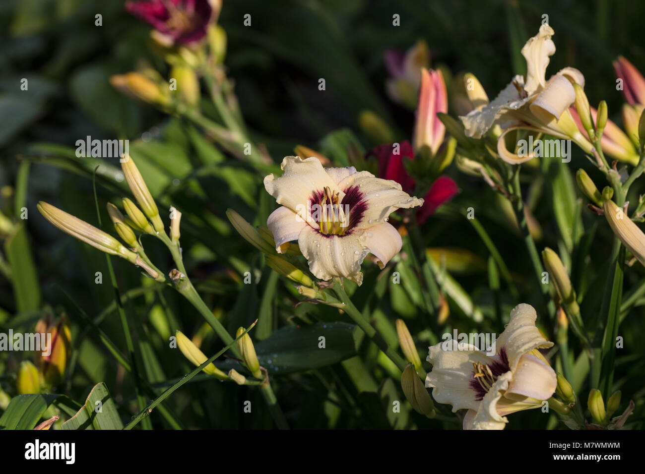 'Pandora's Box' Daylily, Daglilja (Hemerocallis) Stock Photo