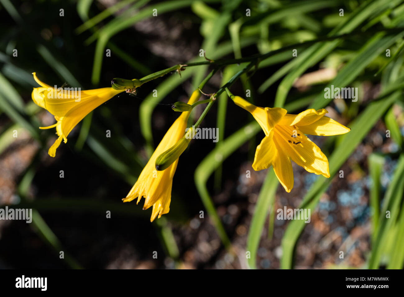 Lemon lily, Gul daglilja (Hemerocallis lilioasphodelus) Stock Photo