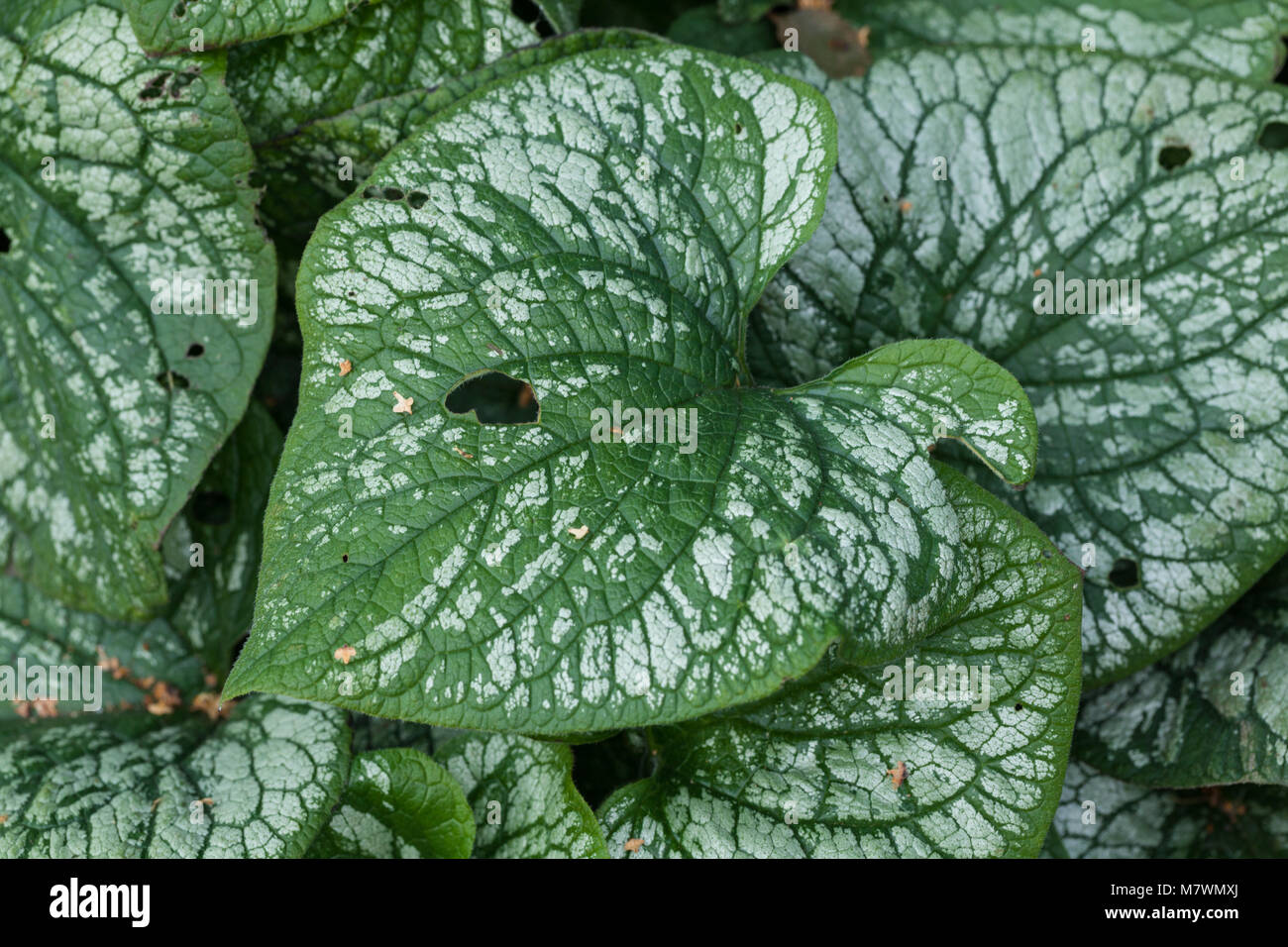 'Jack Frost' Siberian Bugloss, Kaukasisk förgätmigej (Brunnera Macrophylla) Stock Photo