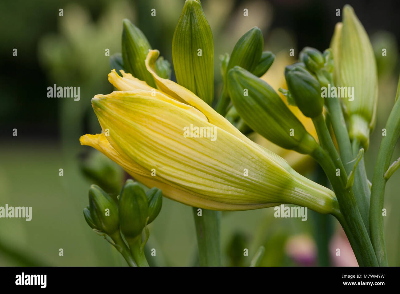 'Green Flutter' Daylily, Daglilja (Hemerocallis) Stock Photo