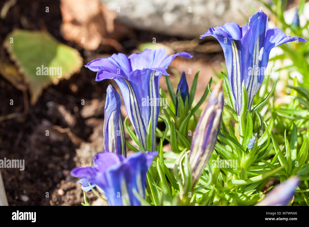 'Blue Silk' Showy Chinese Gentian, Höstgentiana (Gentiana sino-ornata) Stock Photo